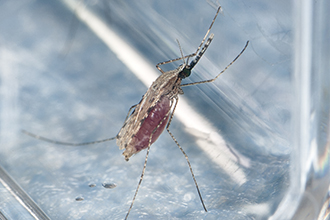 Close up of a mosquito