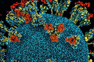 Visualisation of SARS-CoV-2 virus