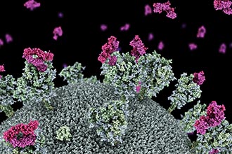 Visualisation of SARS-CoV-2