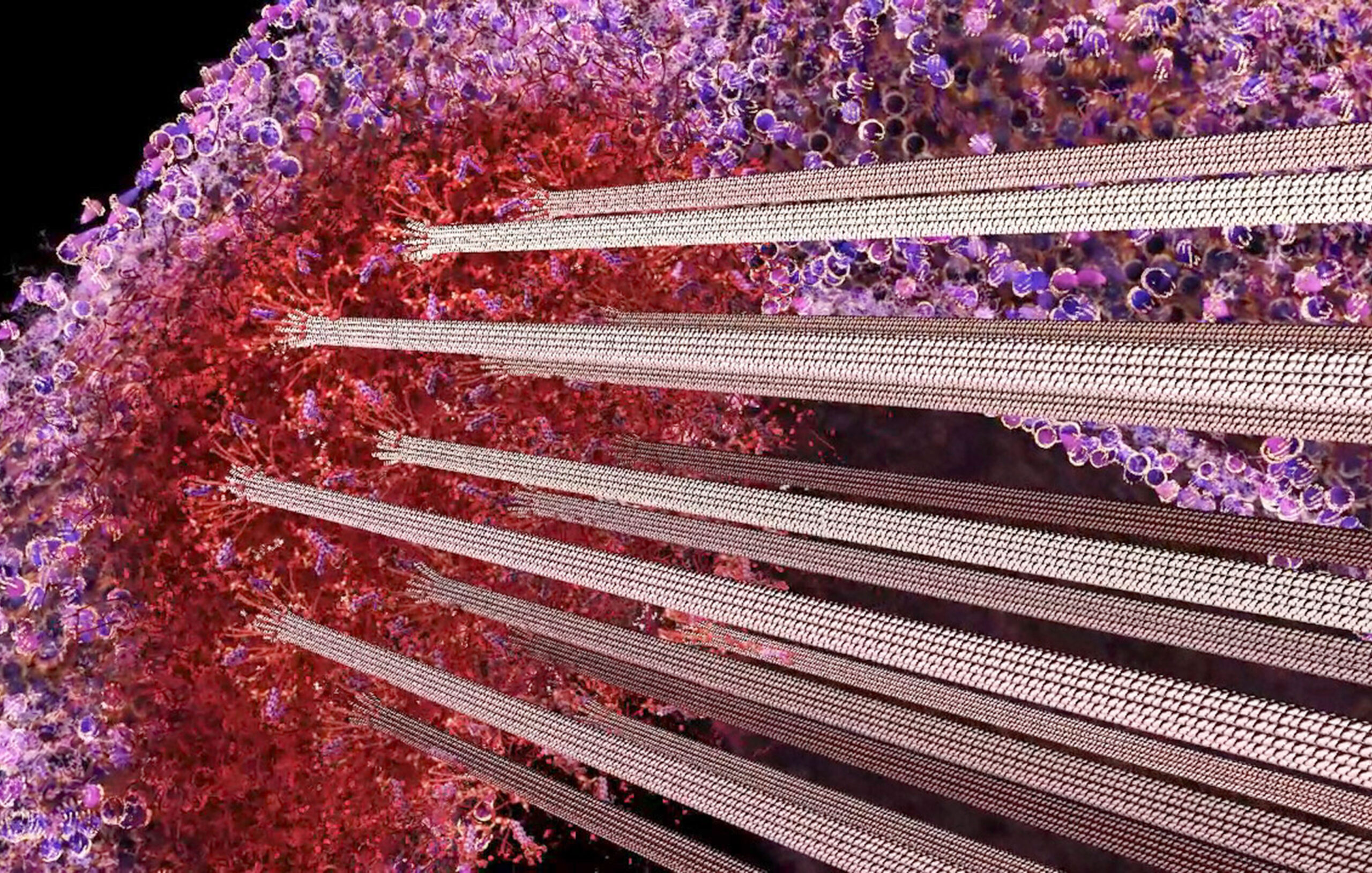 Visualisation of the kinetochore protein complex on a mitotic chromosome.