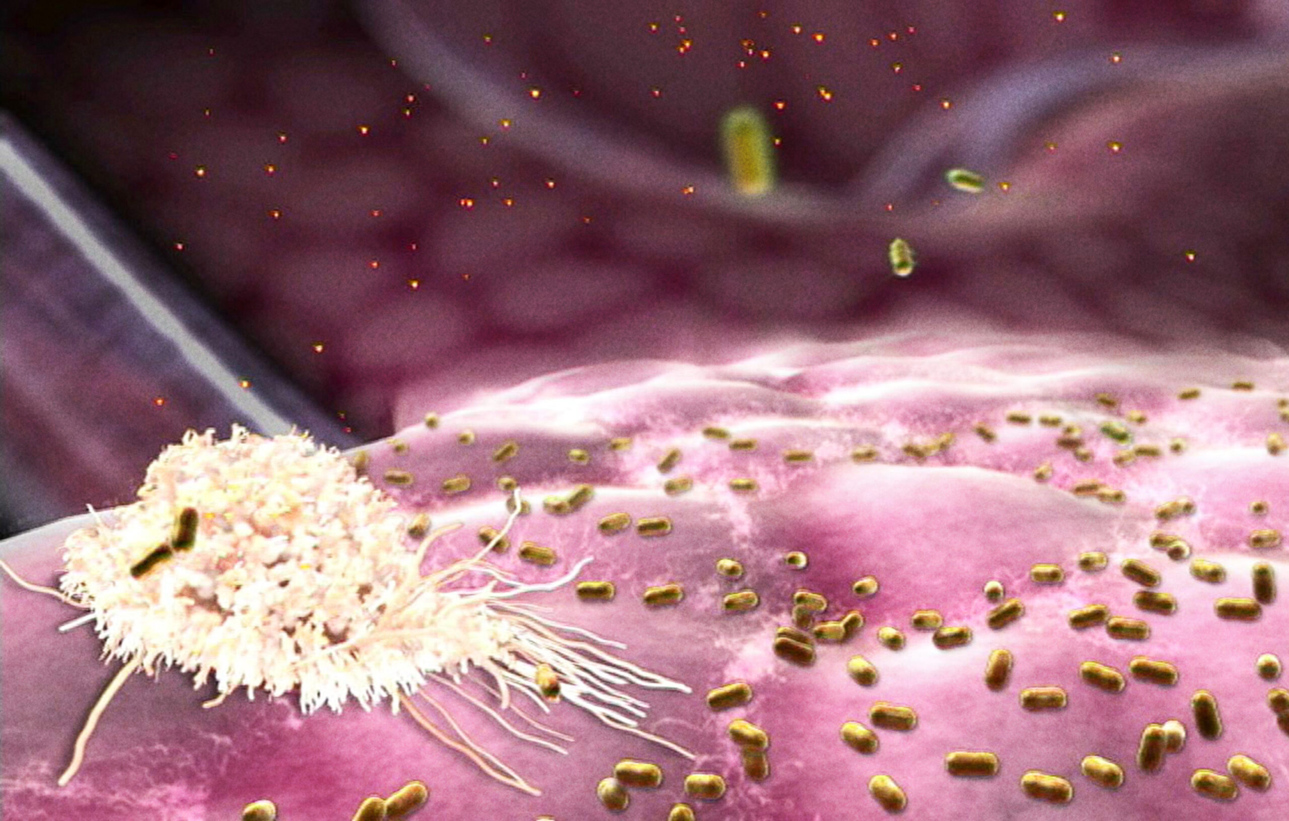 Illustration of the neutrophil white blood cell encountering a bacteria infection.