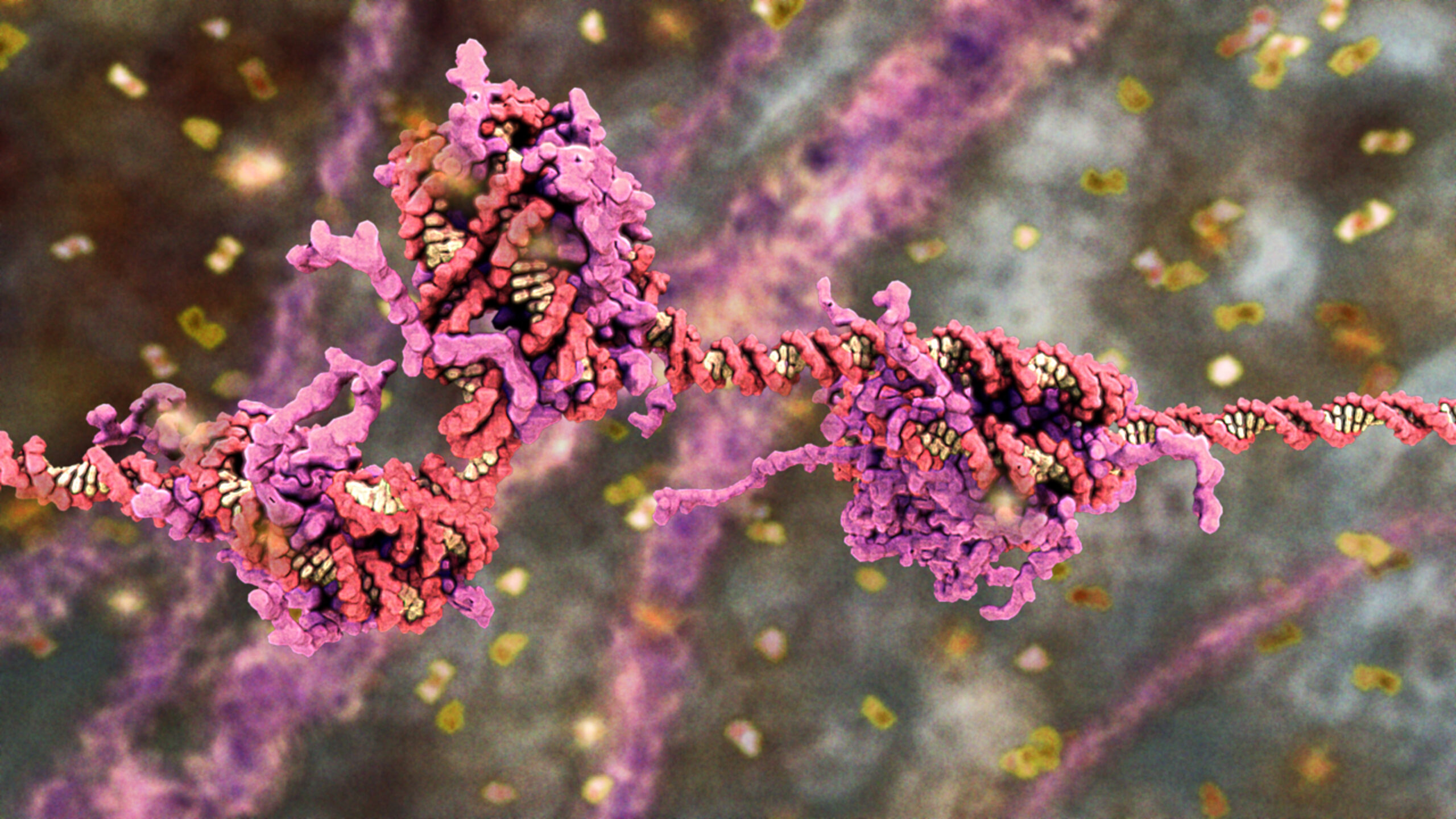 DNA folded around nucleosome proteins.