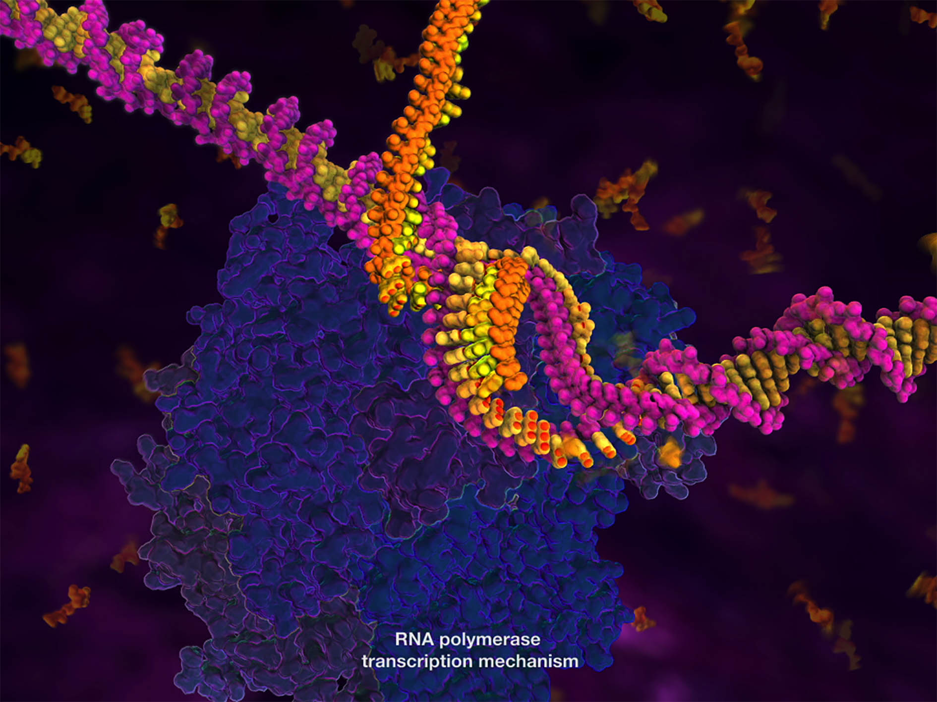 RNA polymerase enzyme.