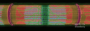 Muscle cell close up, sarcomere and myofibril structure and dynamics.