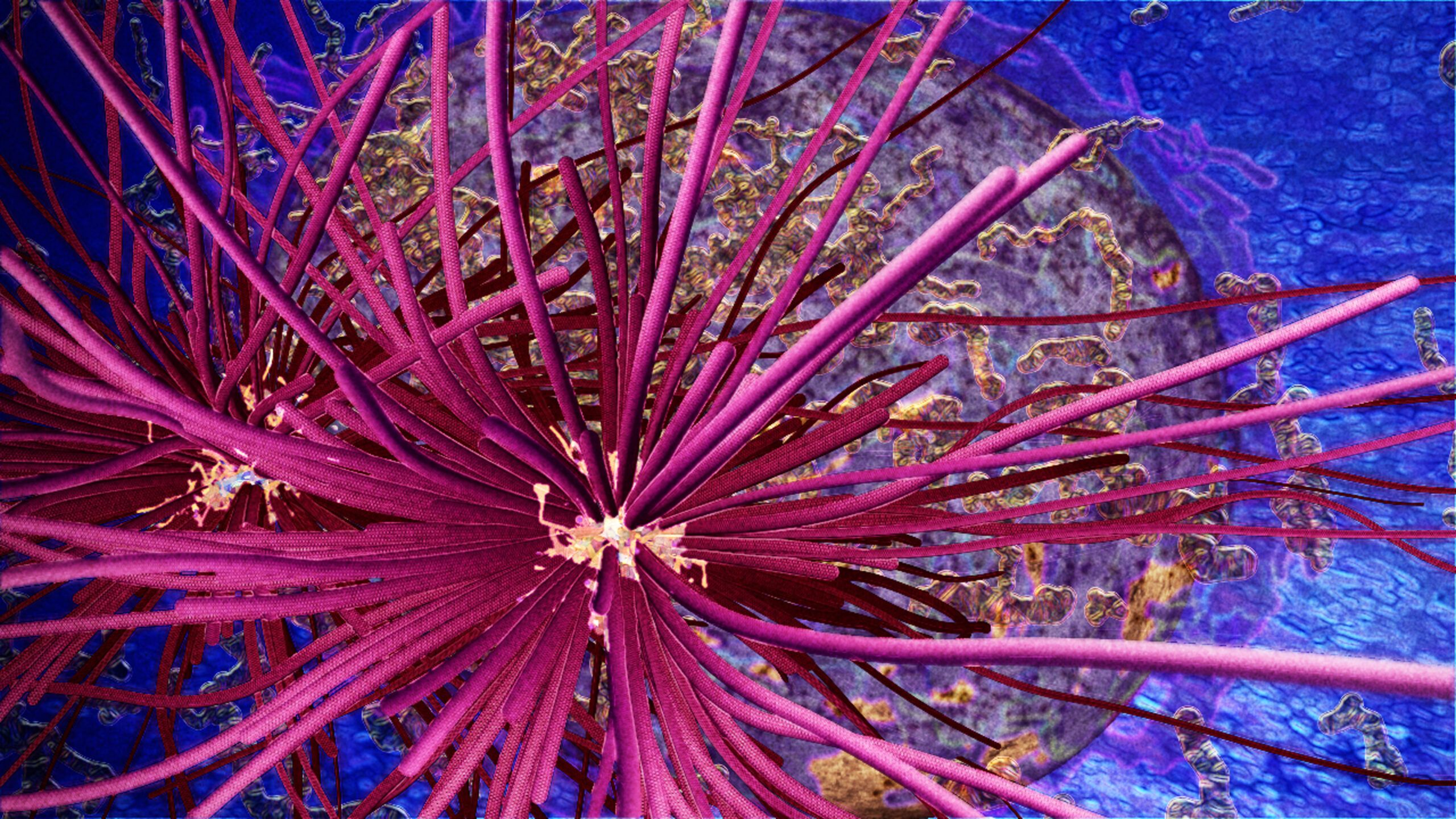 Mitotic spindle of a prophase cell.