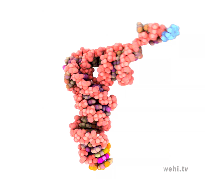 Rotation of a tRNA molecular model