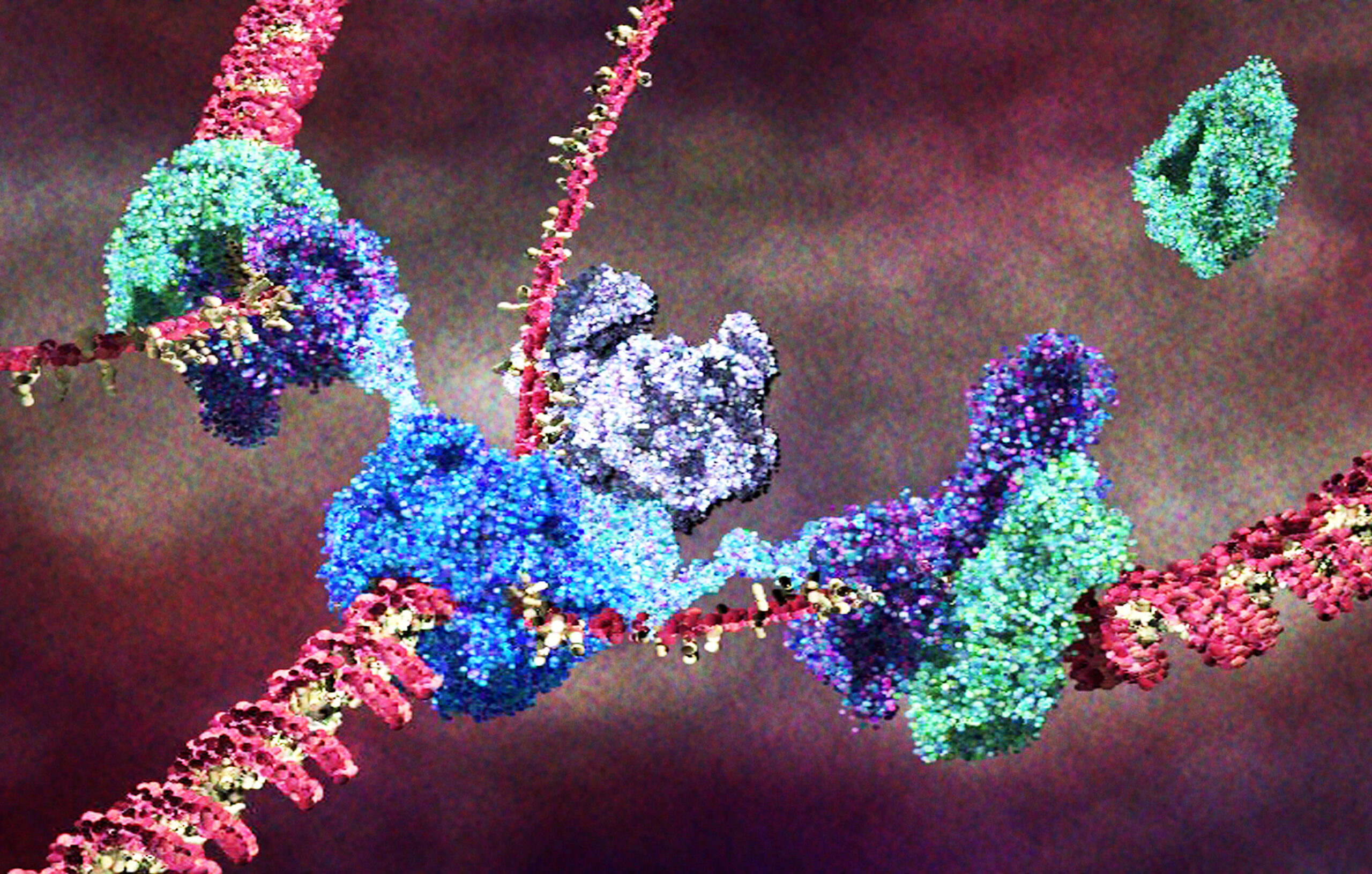 Visualisation of proteins replicating the DNA genome.