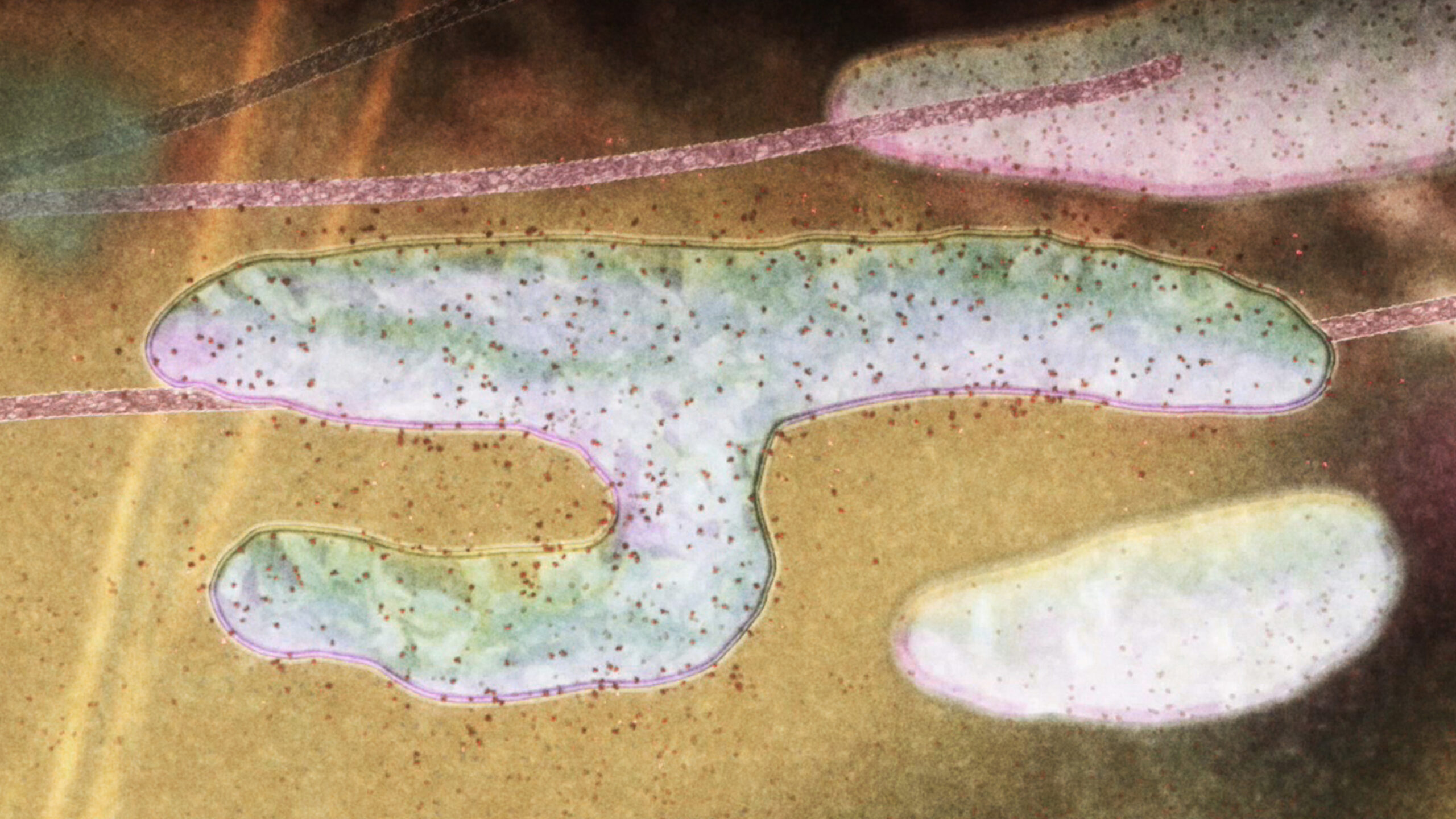 Cellular representation of mitochondria