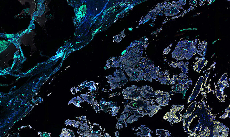 microscope image of Immune cells