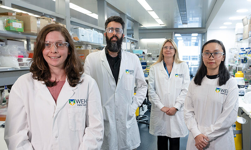 L-R: Dr Sarah Diepstraten, Dr Eddie La Marca, Associate Professor Gemma Kelly, Dr Yin Yuan. Credit: WEHI